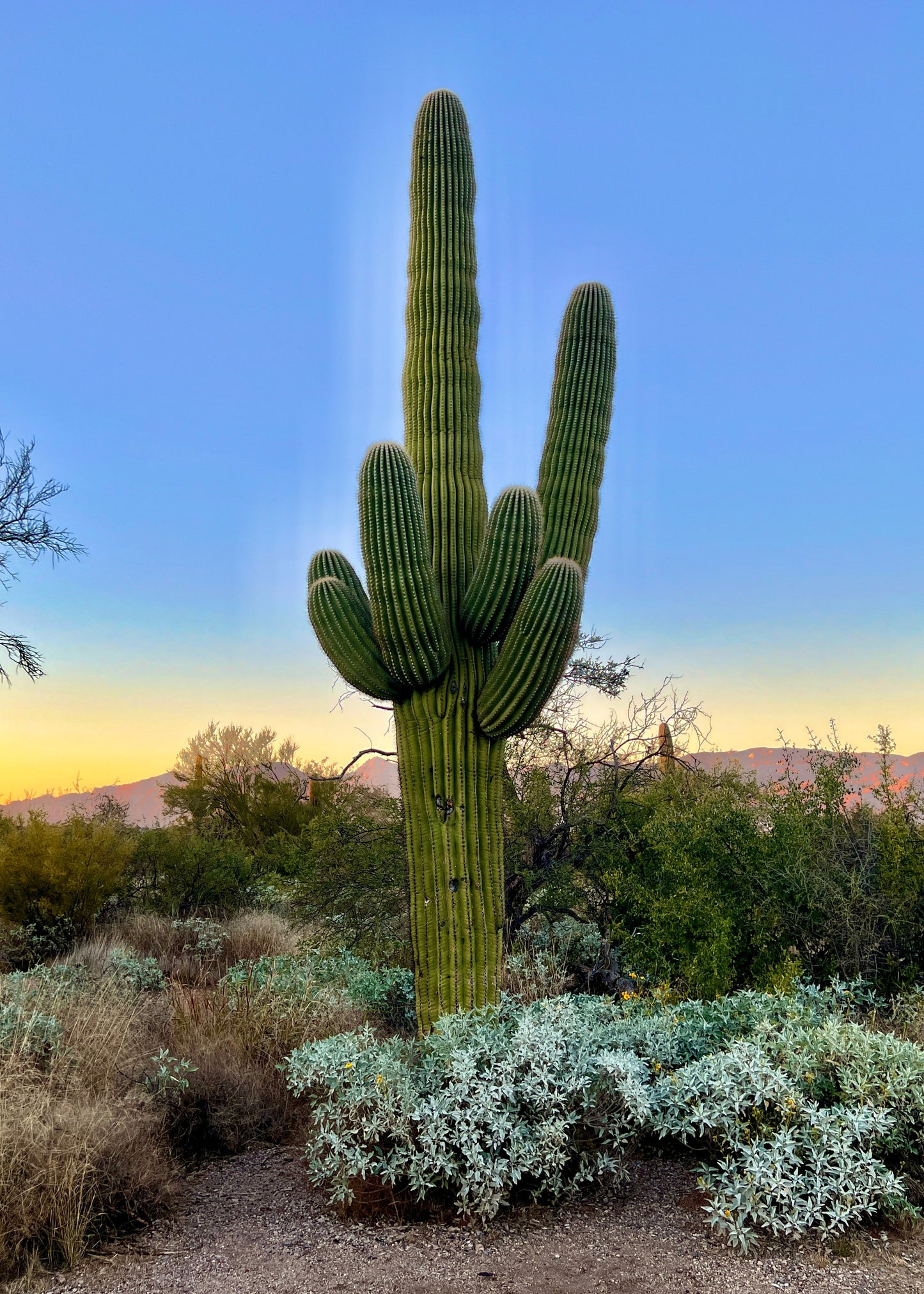 Arizona National Parks Trip Itinerary (5 Days)