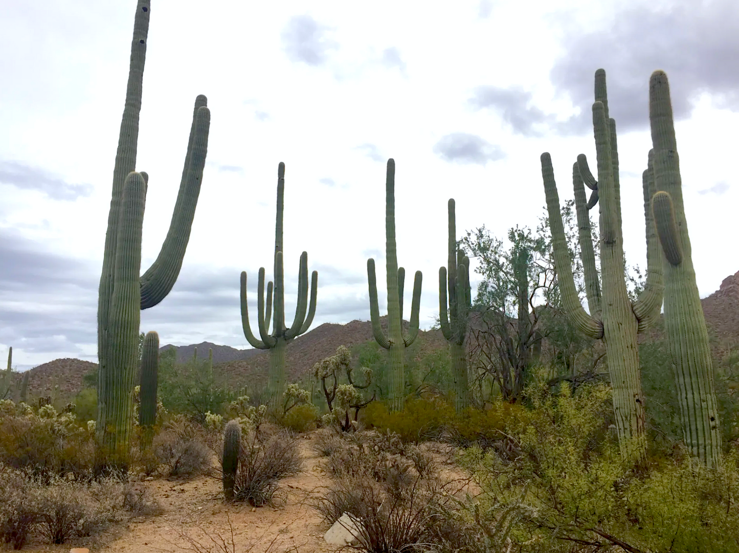 Arizona National Parks Trip Itinerary (5 Days)