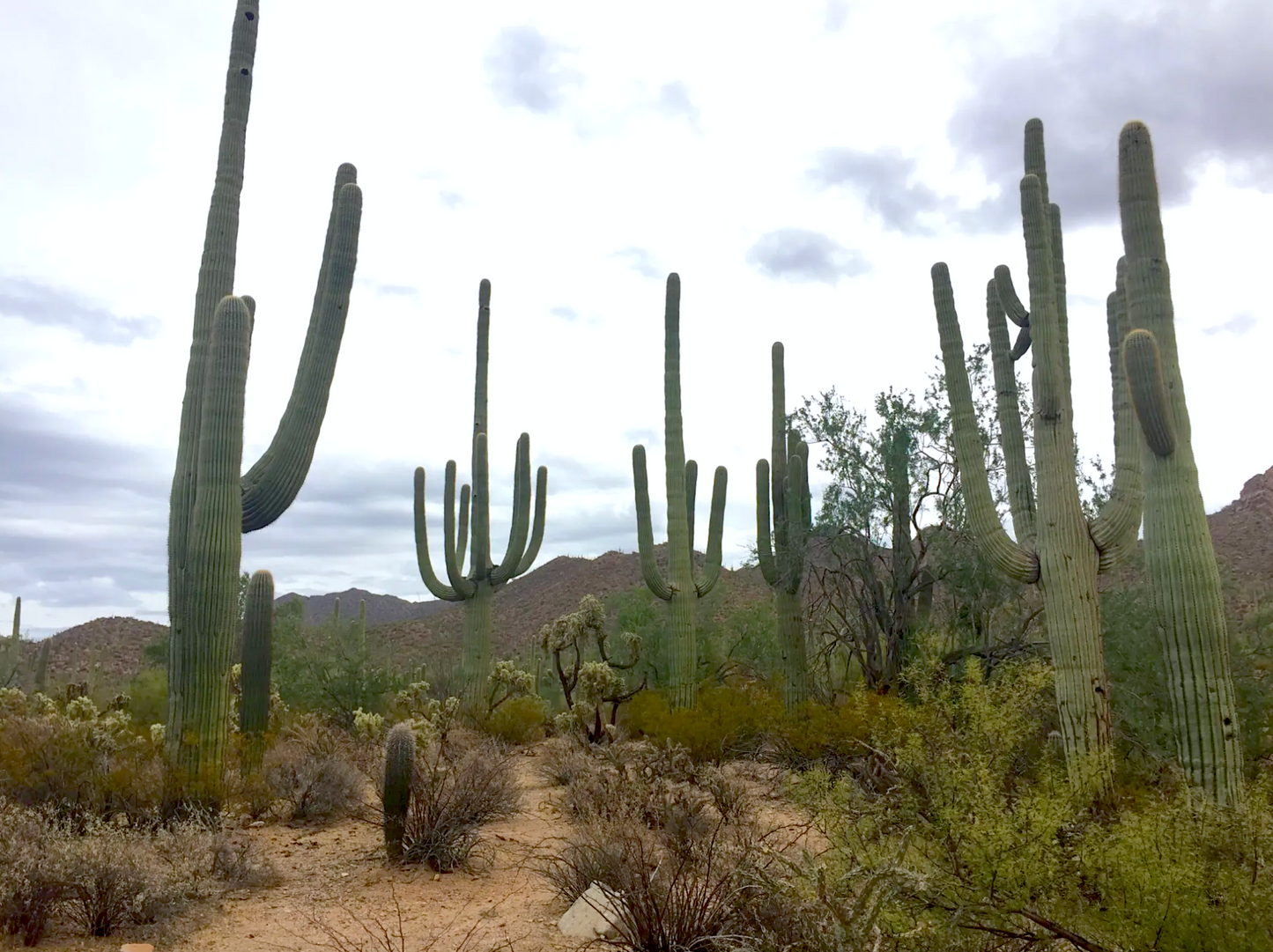 5 Day Arizona National Parks Trip Itinerary