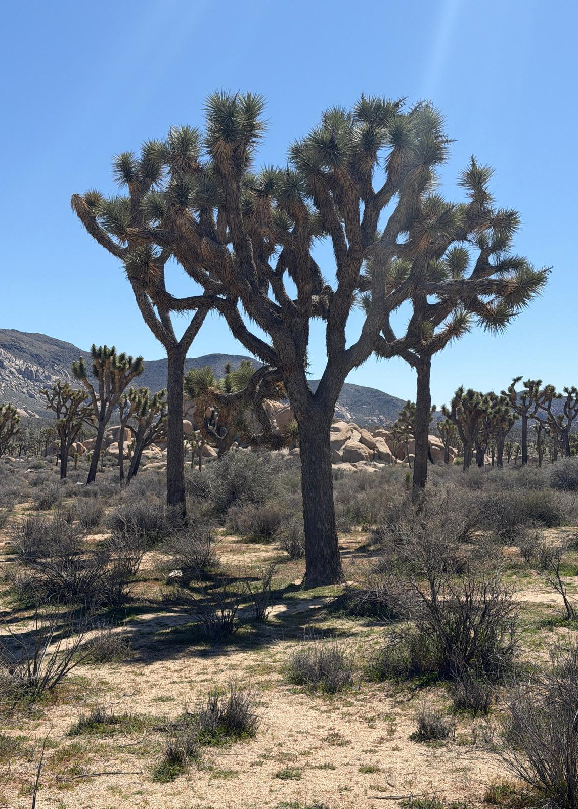 Joshua Tree National Park Itinerary (2 days)