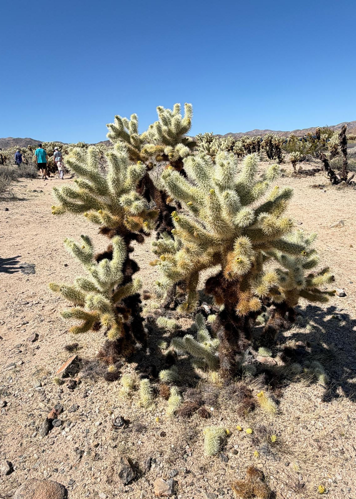 Joshua Tree National Park Itinerary (2 days)