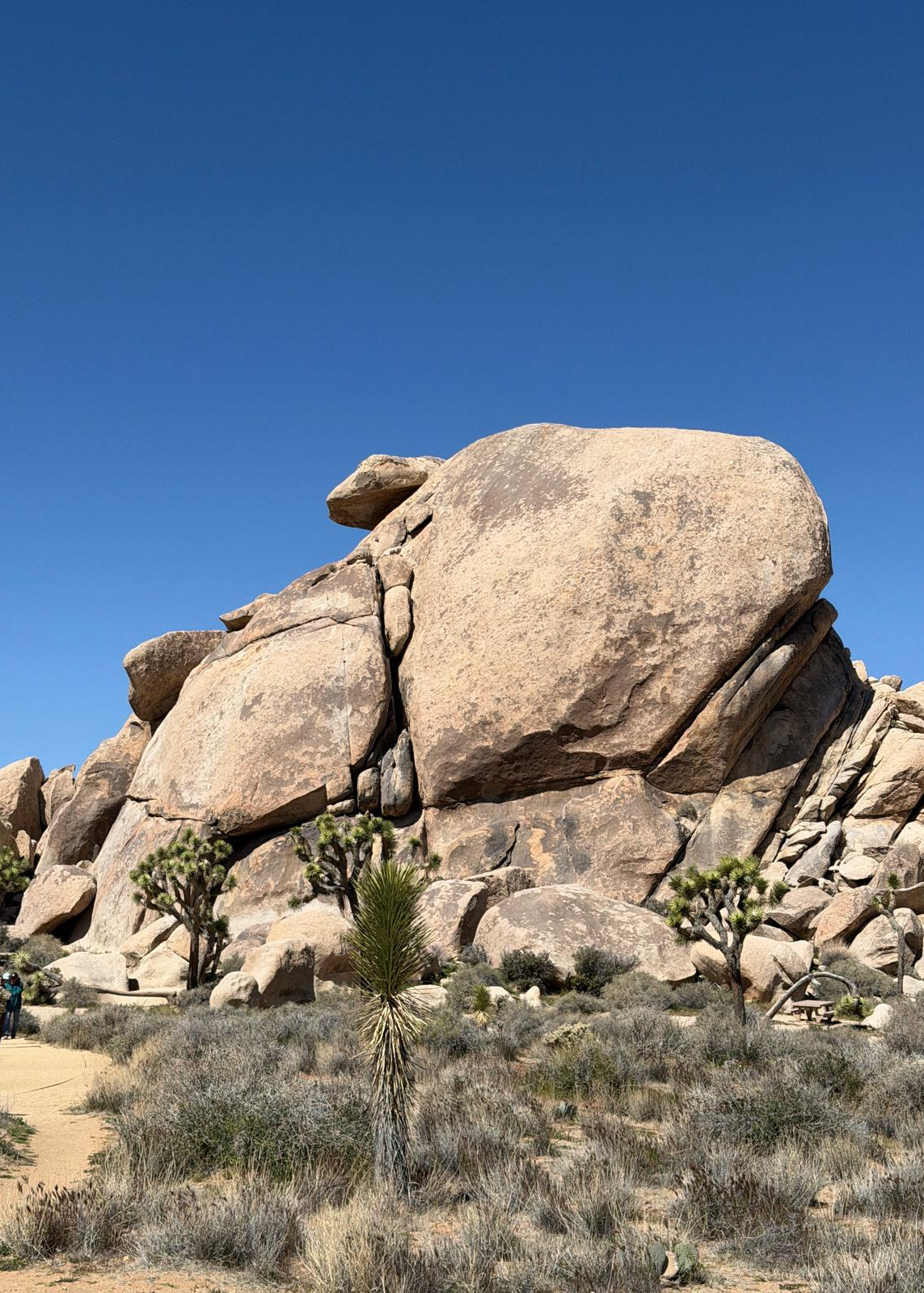 Joshua Tree National Park Itinerary (2 days)